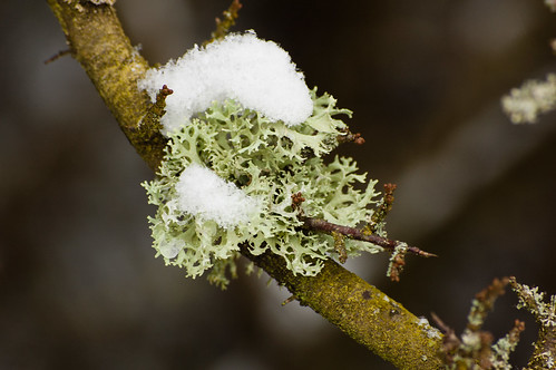 Snowy lichens on a sloe bush