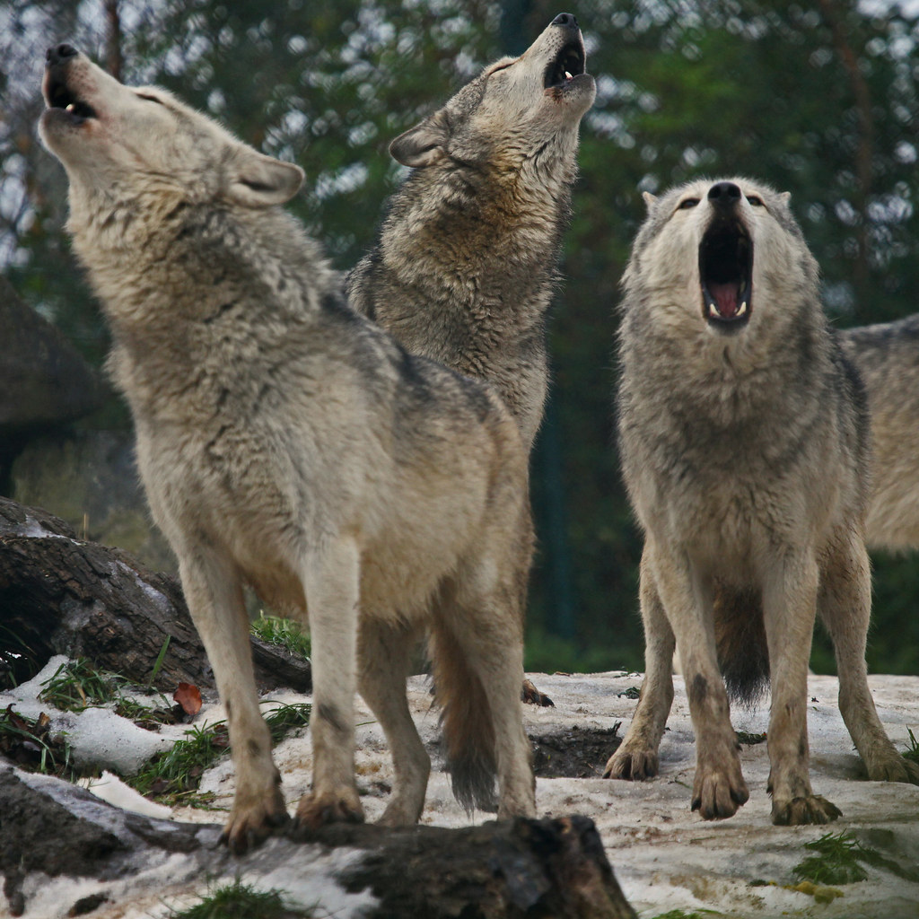 Dublin Zoo Choir | Grey Wolves. Dublin Zoo. Phoenix Park. Ir… | Gary ...