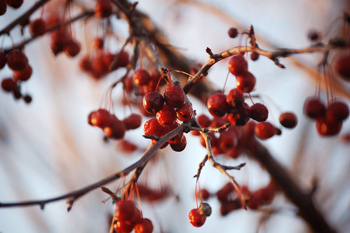 Cherry Tree | Stephanie | Flickr