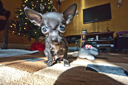Christmas 2010 | by ‘AGuyWhoLikesPhotos’
