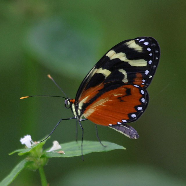 Polymnia Tigerwing (Mechanitis polymnia isthmia)