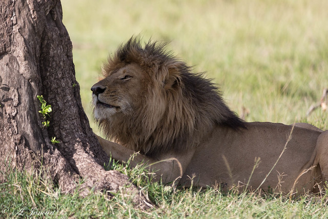 Le Roi Scarface, Masaï-Mara, Kenya.