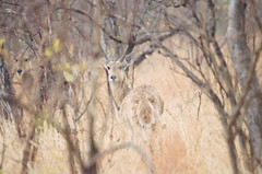 Reedbuck in Camouflage