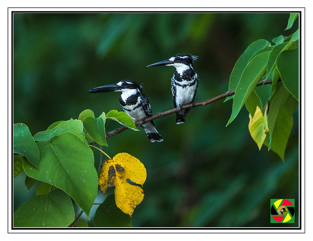 Two on a branch - Pied Kingfisher