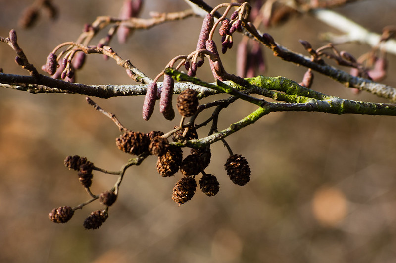 Alder seeds and catkins