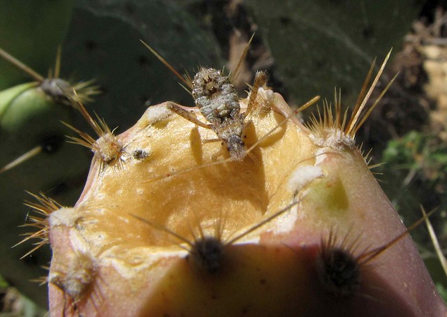 Nymph of Cactus Bug (Narnia fermorata); desert near San Manuel, AZ