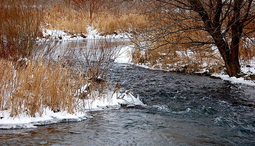 trees ice creek december upstatenewyork newyorkstate frozencreek elkcreek schenevus otsegocounty edbrodzinsky