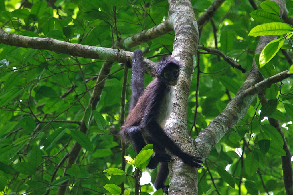 Spider Monkey - Spindelapa - Belize