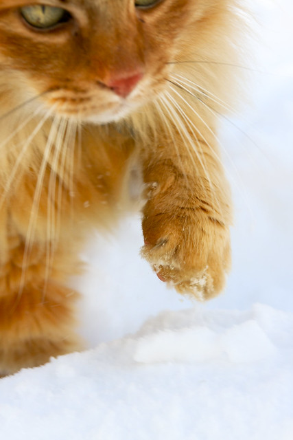 Snow Cat Honey