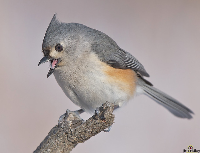Tufted Titmouse Complaining!!