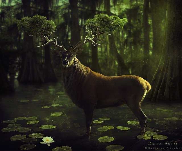 FOREST KING