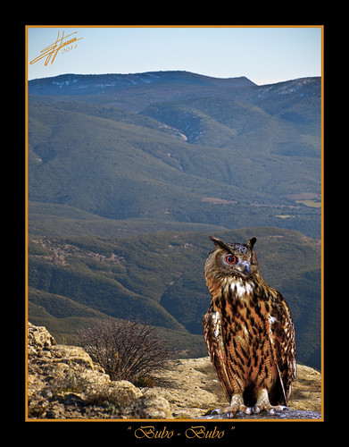 bubo-bubo | by EL NIÑOOO
