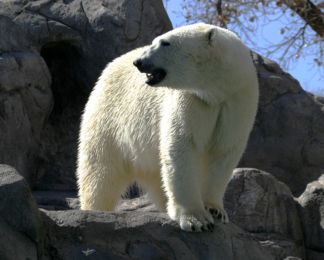 Polar Bear; Rio Grande Zoo, Albuquerque, NM [Lou Feltz]