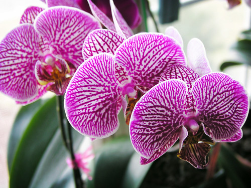 Phalaenopsis #M110225 | Ryan L Collins | Flickr