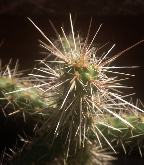 Cylindropuntia versicolor AG47