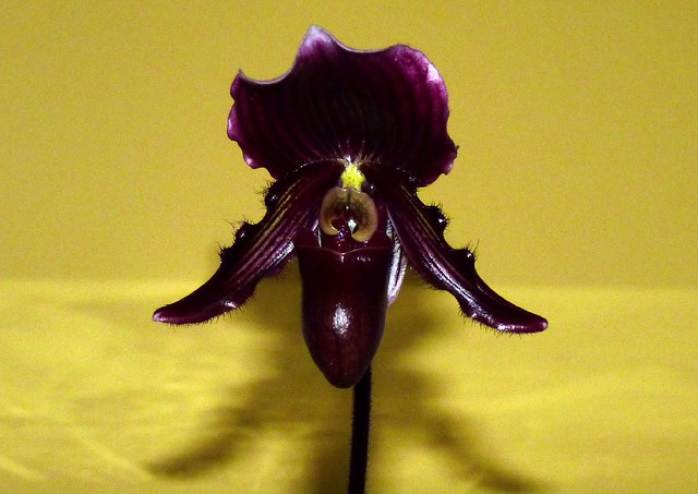 Paphiopedilum (Hsinying Glory '#2' x fairrieanum) hybrid orchid, 1st bloom 1-11 *