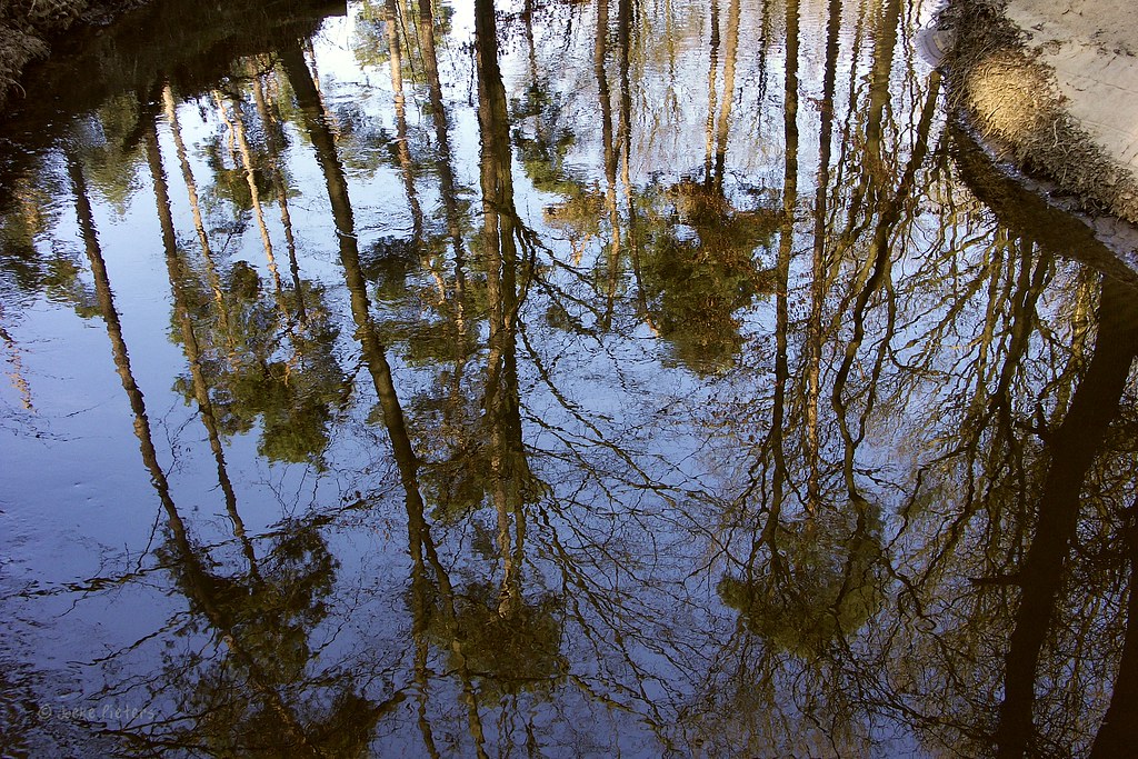 Wet Woodland.... by joeke pieters