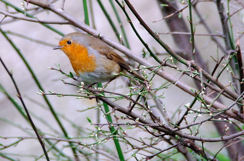 Spring is nearup | by antaean