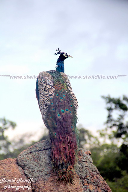 Indian Peacock (Pavo cristatus) at Yala National Park