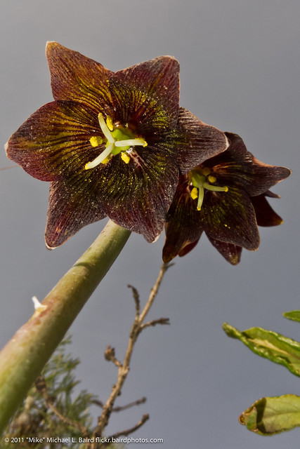 Chocolate lily (Fritillaria biflora) Flower