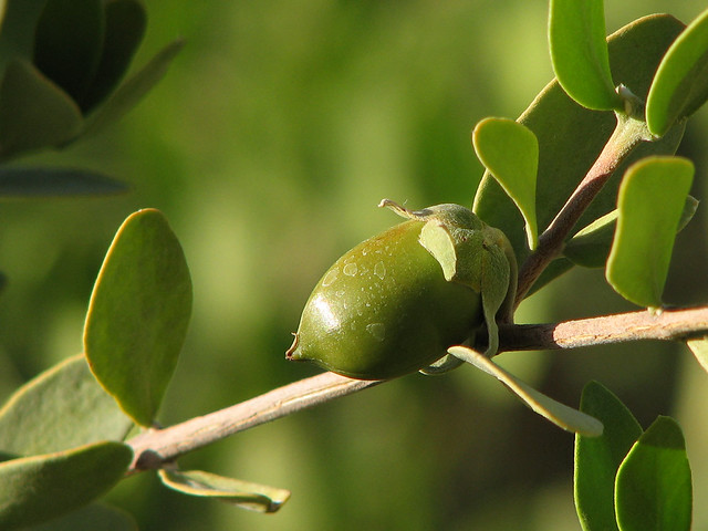 Jojoba Nut