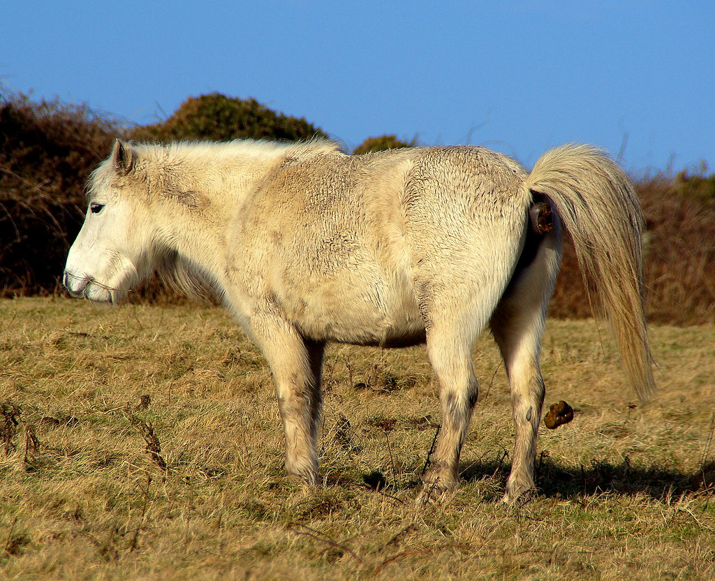 Welsh Pony And The Floating Poop | Happy At Last | Flickr