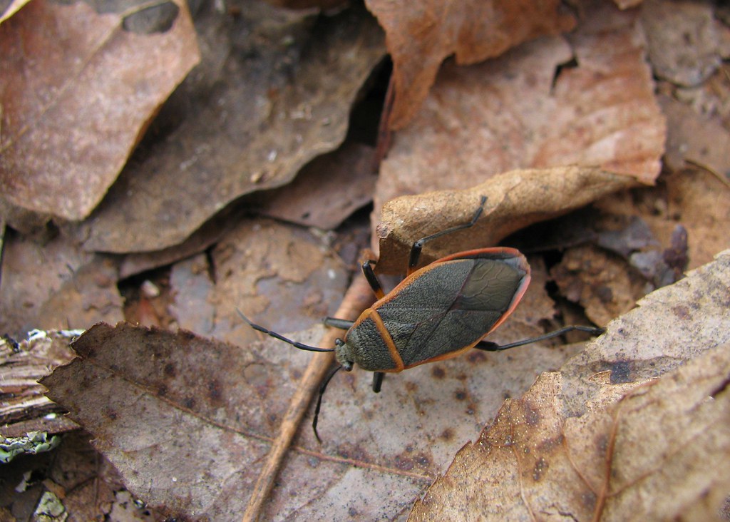 insect | 2-18-11 Hiking Alabama Pinhoti Trail, Davis Mountai… | Flickr