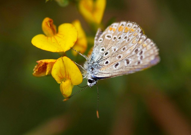 Mariposa - Papallona - Butterfly - Polyomatus icarus