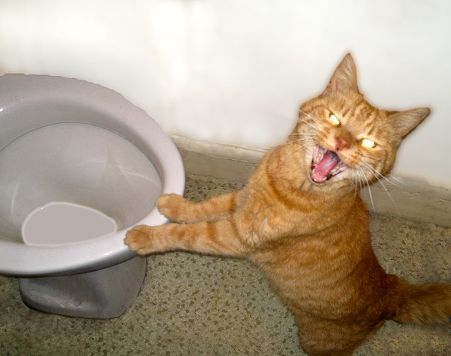 Funny cat commenting on bathroom