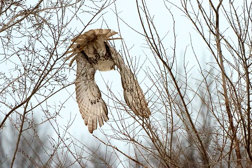 hind sight | by Blair Diamond