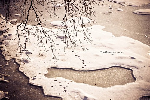winter snow tree ice river frozen duck soft glow afternoon olivia bell michigan branches tracks grand lightroom preset 52weeksfornotdogs 52weeks4notdogs