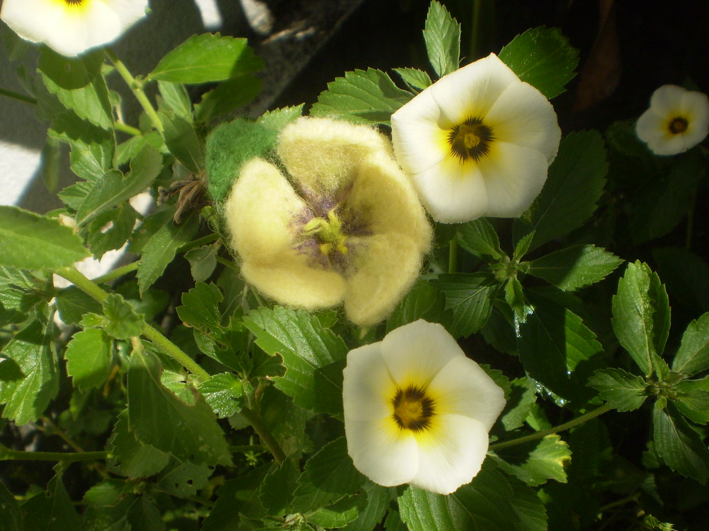 Xanana(flor simbolo de Natal-RN) feltrada com as naturais … | Flickr