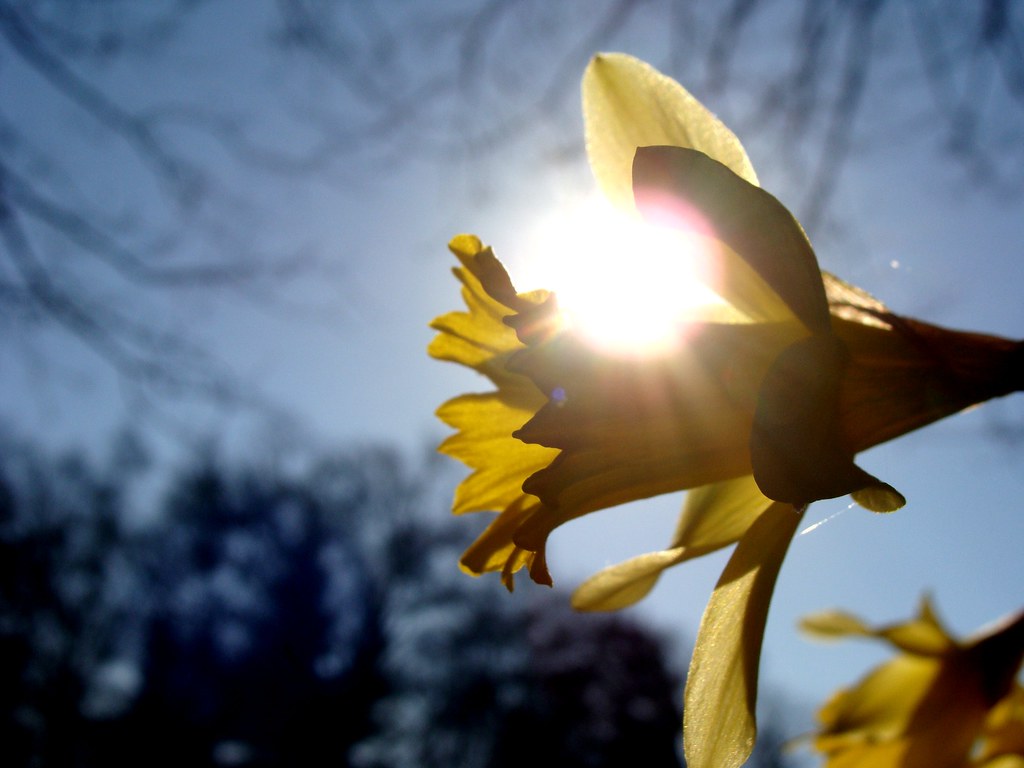 Daffodil and sun