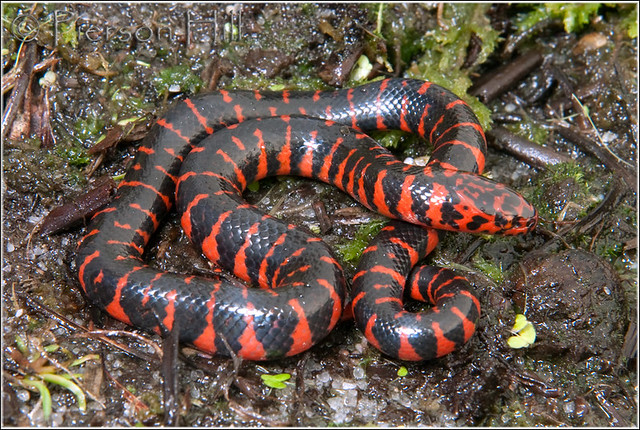Eastern Mud Snake (Farancia abacura abacura)