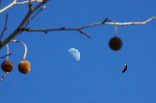 042/365: Friday, February 11, 2011: Eagle, day moon, and sycamore fruits | by Stephen Little