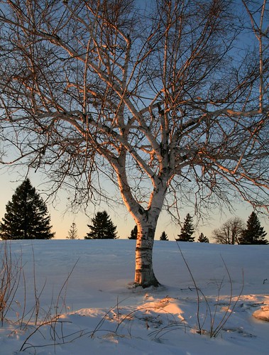 winter sunset white snow tree ice quote lonely birch lonelytree musing longsault parksofthestlawrence hoopleisland