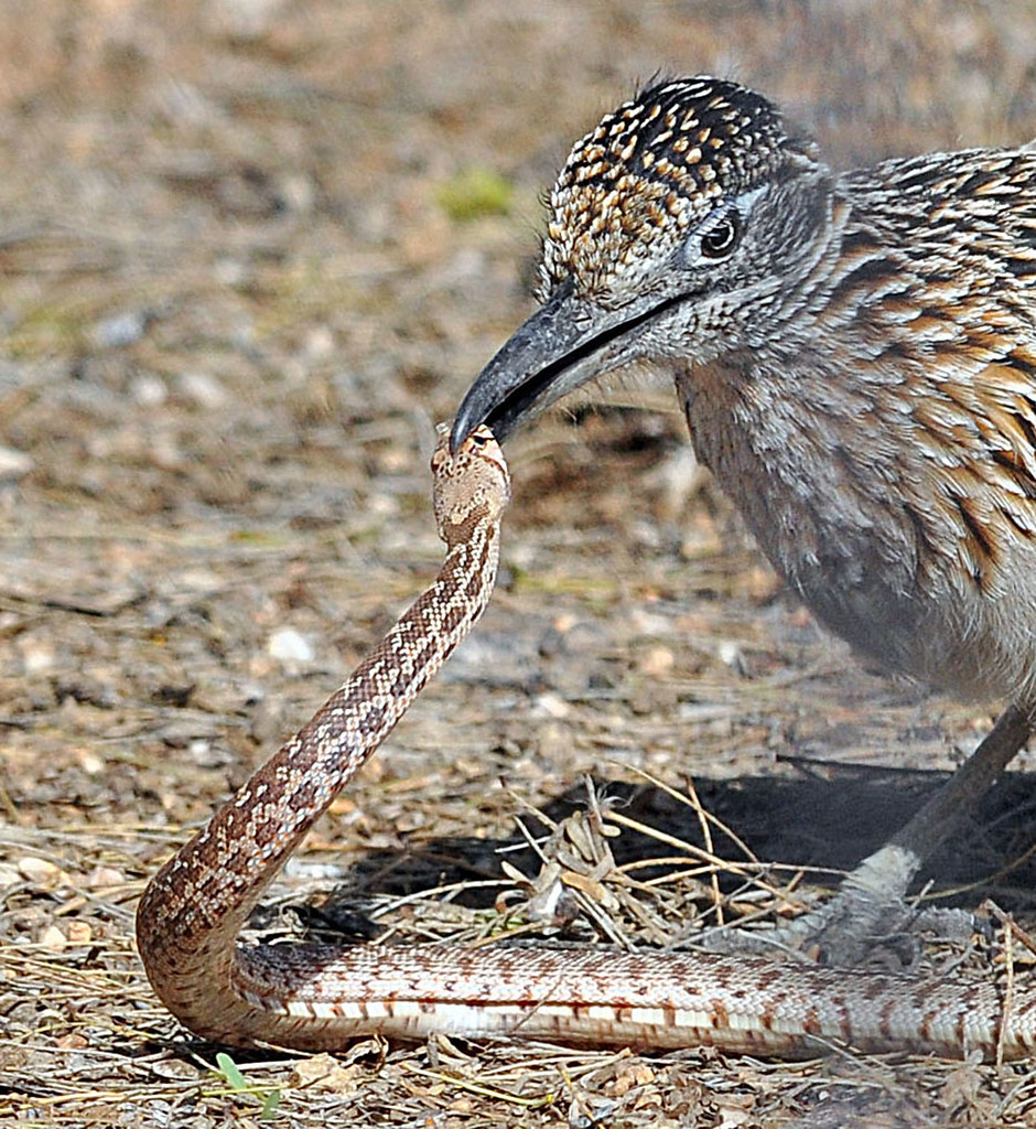 Greater Roadrunner Battles Snake | Birds&More | Flickr