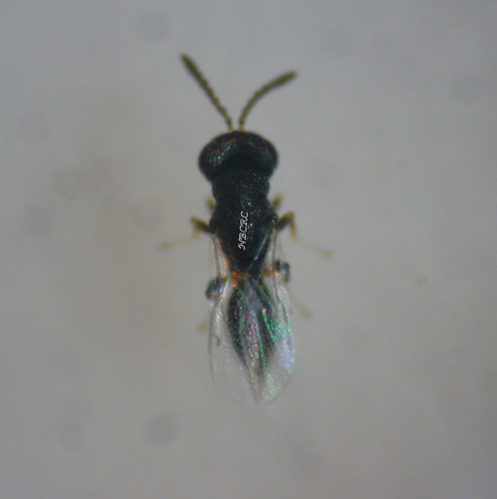 Tetrastichus brontispae | Tetrastichus brontispae(Hymenopter… | Flickr