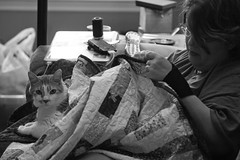 John Wilson got this photo that pretty much sums up my life. That's me, in my usual spot on the couch, working on binding a quilt. Nearby are my laptop, phone, thread, remote control, and empty ice cream container.

Tenzing is claiming the quilt as his. After all, ALL quilts are his.
