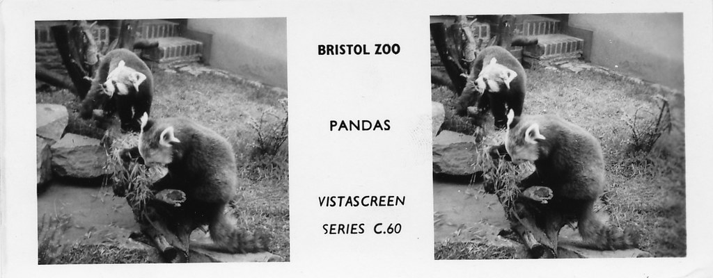 Bristol Zoo Pandas