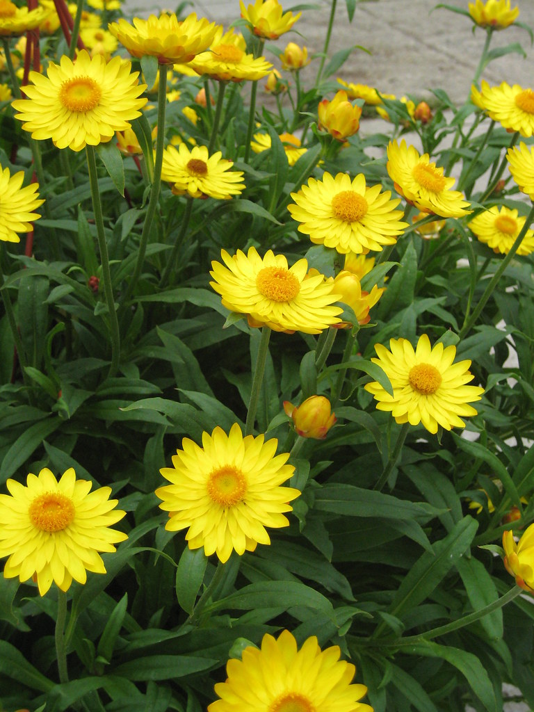 Download IMG_0806 | Yellow strawflower | Sunnyside Gardens | Flickr
