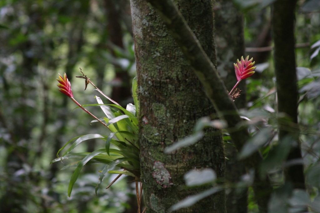 Vriesea carinata no habitat - 6