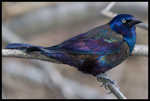 Common Grackle, The Ramble, Central Park, NY [Explored] | Flickr