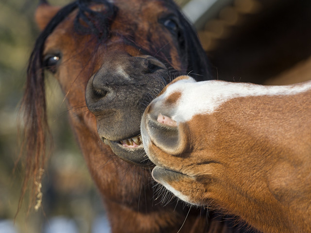 Kissing horses II