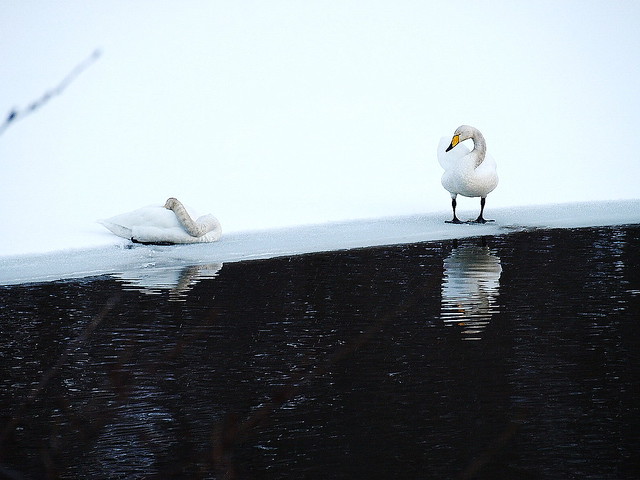 Two Swans 　　～白鳥～