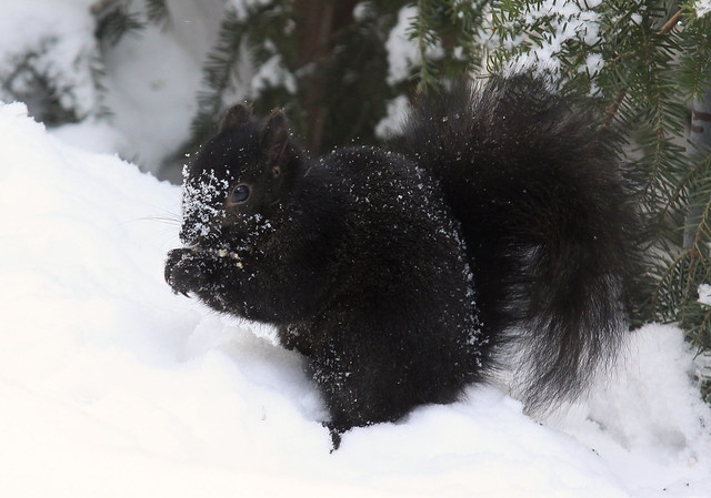 Black Squirrel in Winter Snow (Sciurus carolinensis)