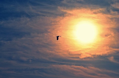 sky sun sunlight india bird nature clouds pigeon sunrays mygearandme