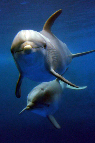 Tursiops truncatus - Bottlenose Dolphin