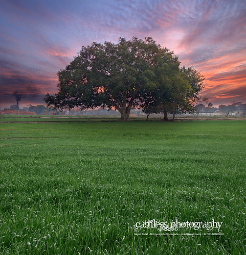 camera blue pakistan red sun color tree green nature colors beauty by clouds digital wonderful landscape photography dawn evening shot natural dusk sony captured meadow cybershot explore h photograph fields crops 50 cyber sialkot sajjad h50 explored camless tufail