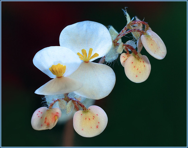 Begonia Blooms